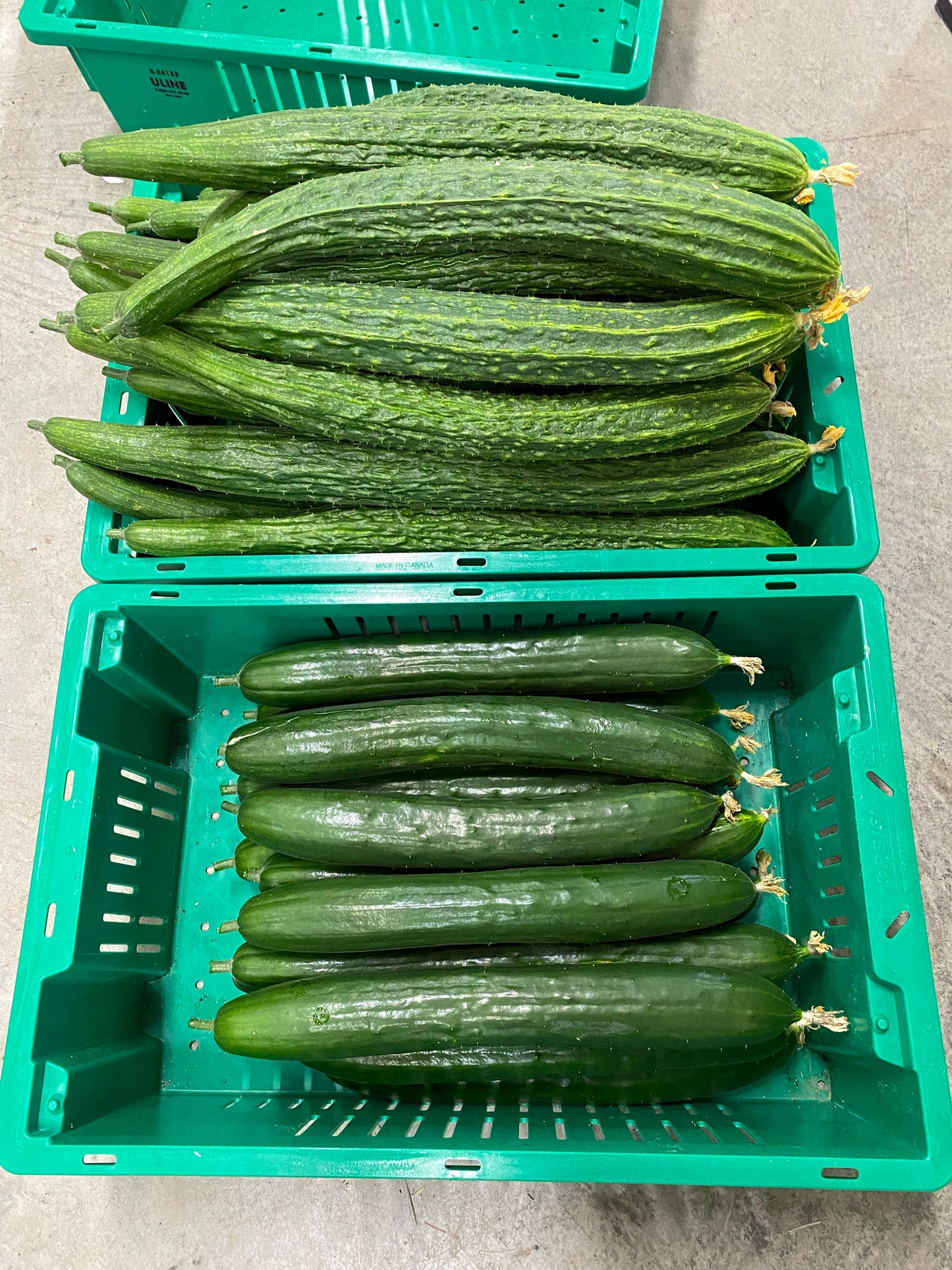 Cucumber - Suyo